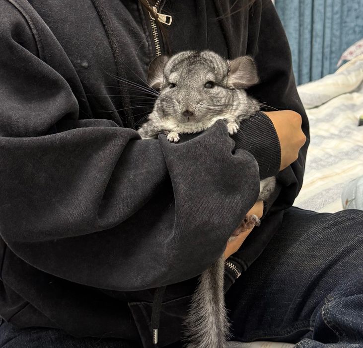 Шиншилла со всеми принадлежностями