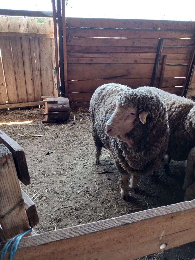 Vand berbec merinos de palas