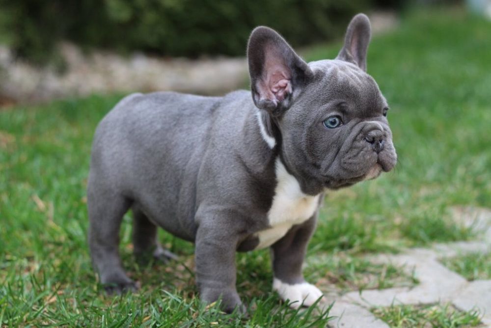 Donez buldog francez de urgență!