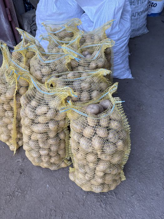 Картофи Сорая от производител