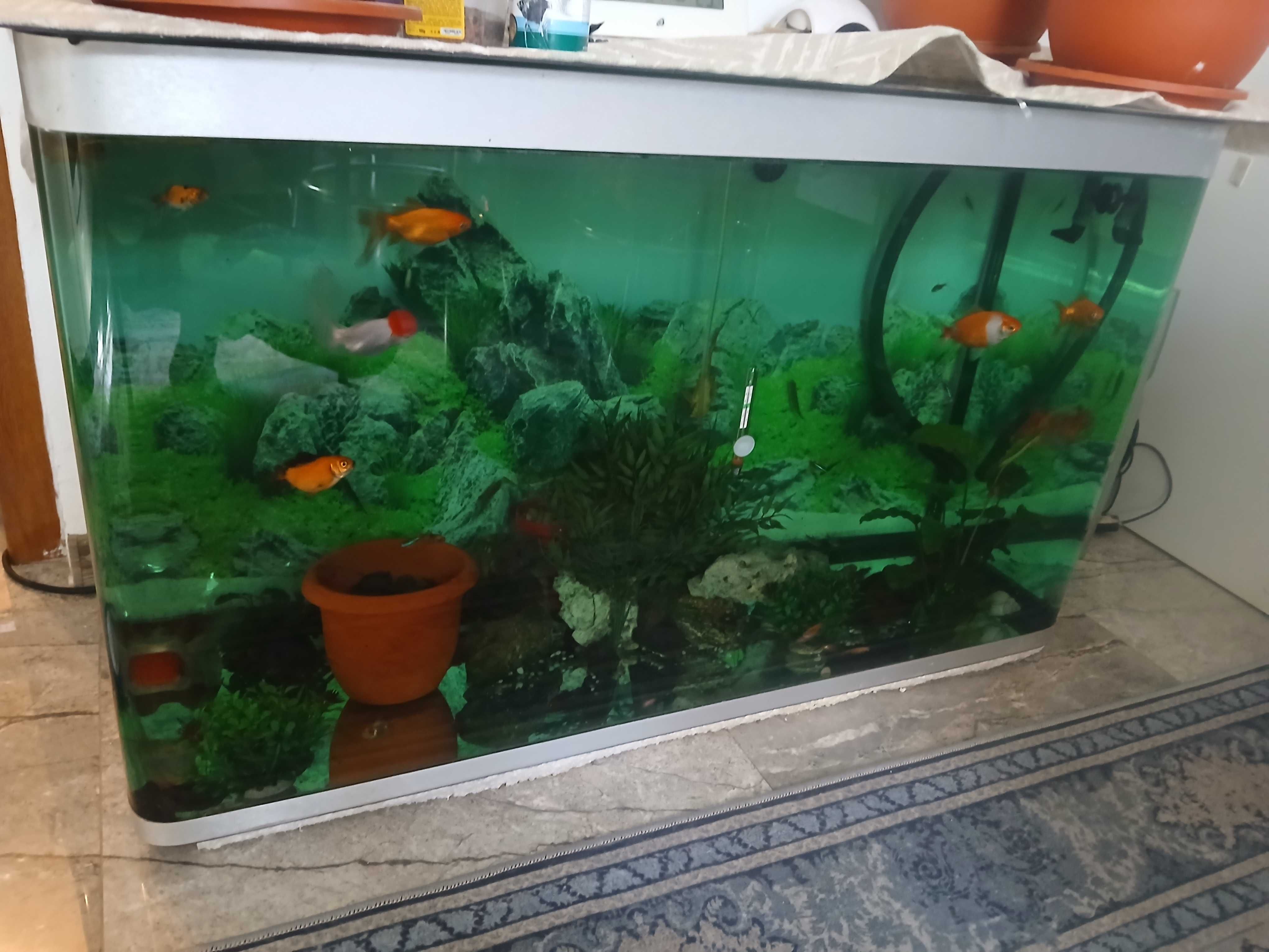 Vand acvariu echipat