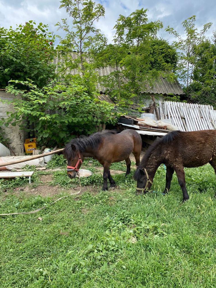 Vand poneita din stanga