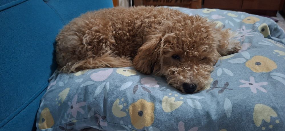 Продам,порода мальтипу ф1.  Девочка.