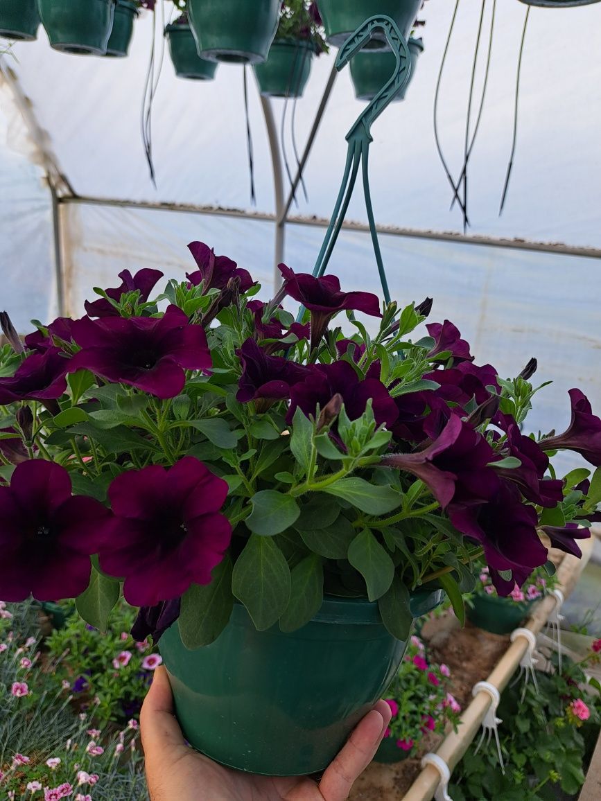 Muscate Caliope, petunii, calibrachoa