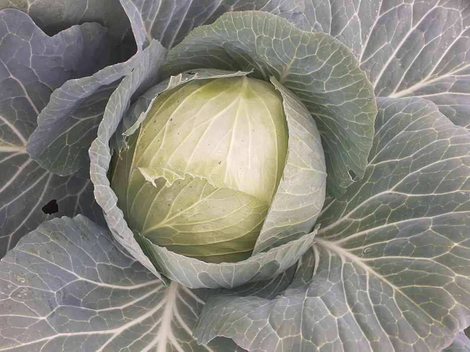 Varza alba de socodor