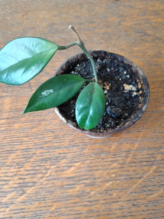 Хойя белла.Отростки .Укорененные в горшочках