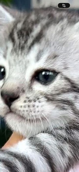 Pisica Bengal , argintiu , ochi verzi , mascul