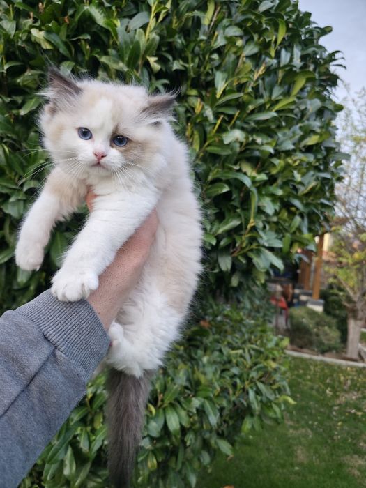 РАГДОЛ/РЕГДОЛ/REGDOL На три месеца женски и мъжки с родословие