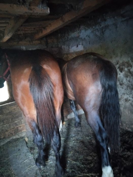 Vând mânz de un an jumate