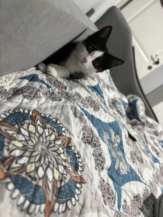 Отдам милого котенка