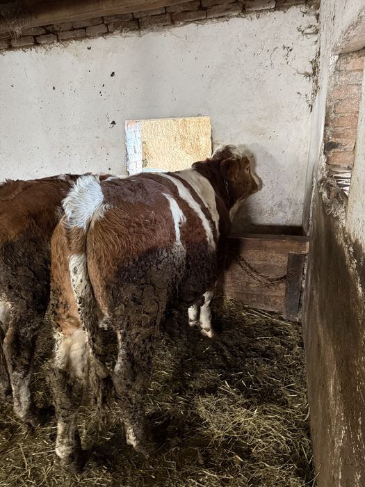 Vand vitea si taurasi   Pentru mai multe detali sunati la nr de tel .