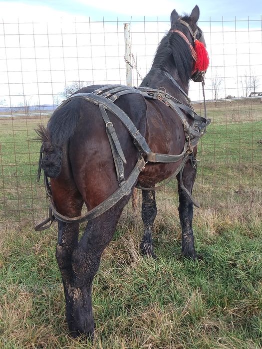 Vând cal garantat de pădure