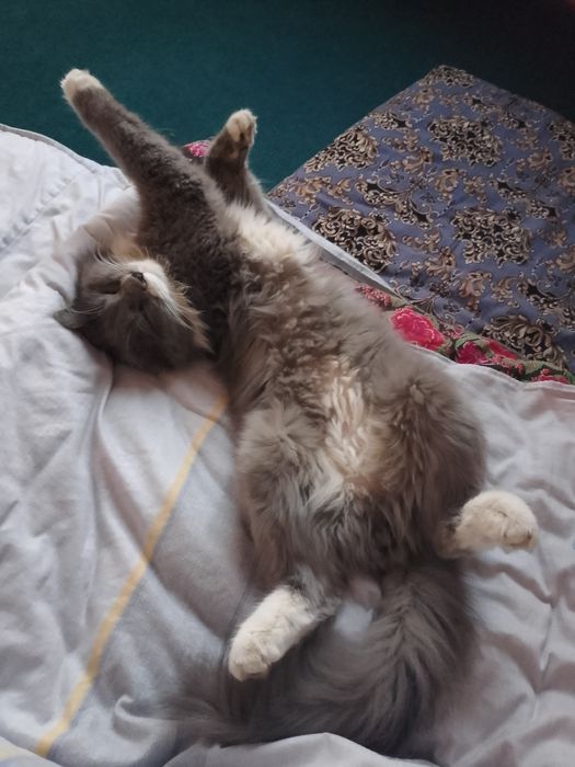 Mushuk oʻgʻil bola ismi barsik