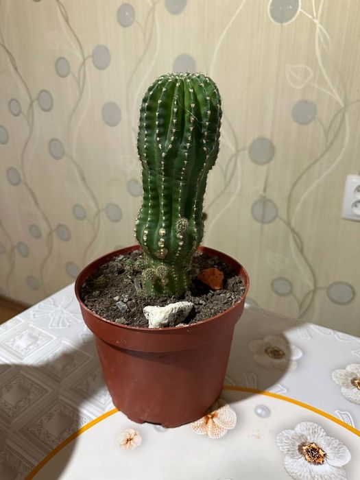 Продам цветы 50 тысяч