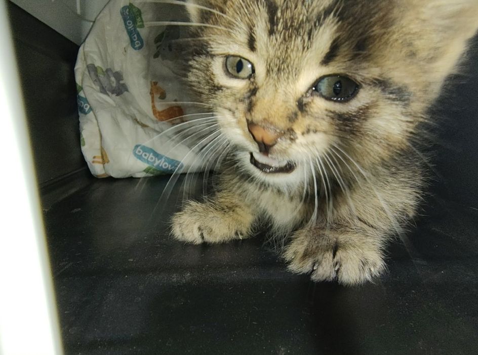 Спасяването беше почти невъзможно, сега търси дом