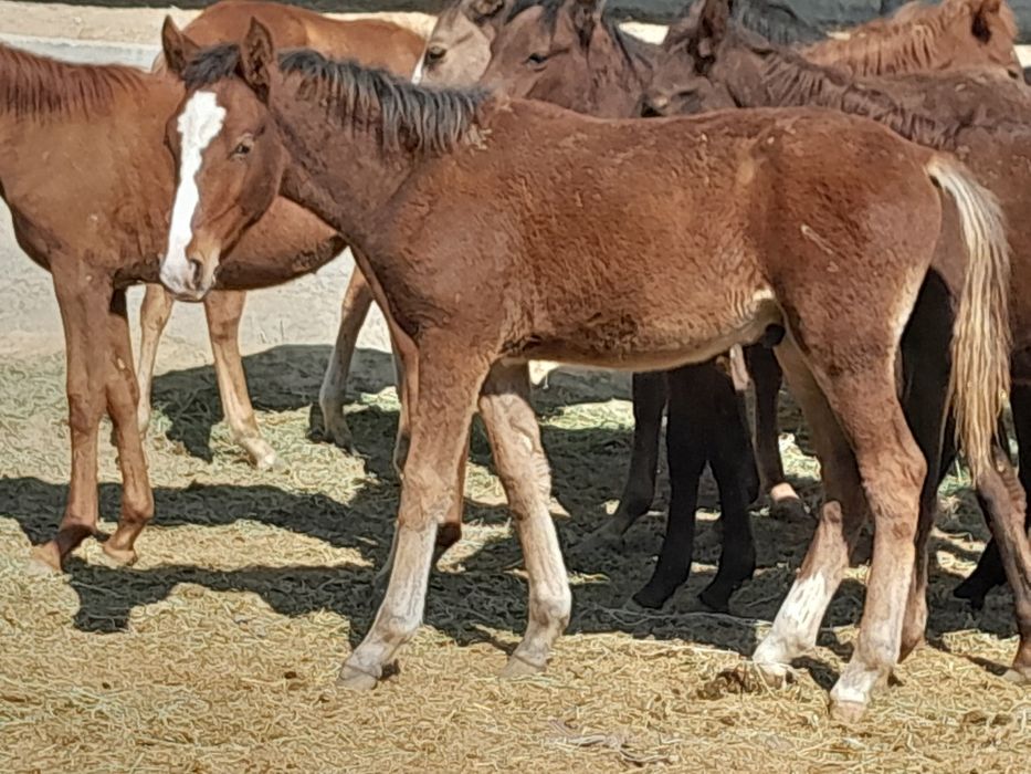 Erkak va moda toylar sotiladi qazoqdan kelgan