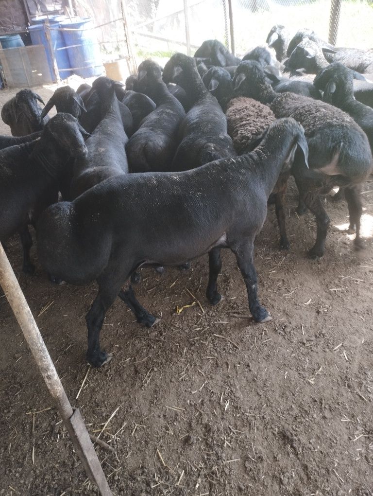 Куй кузи кучкор сотилади