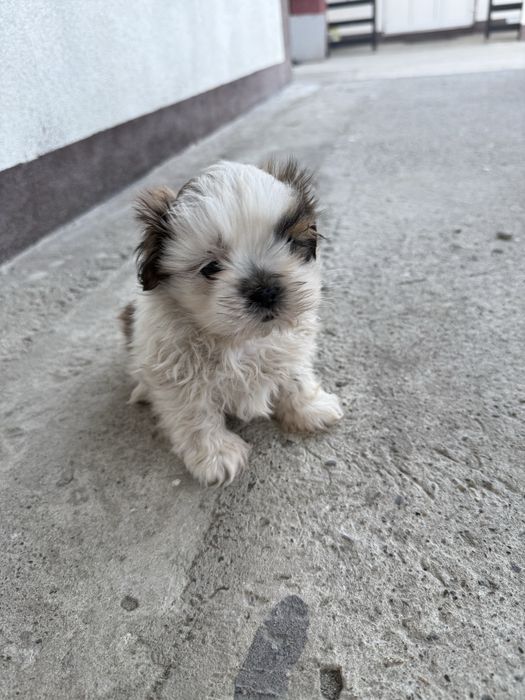 Vand mascul Shih Tzu