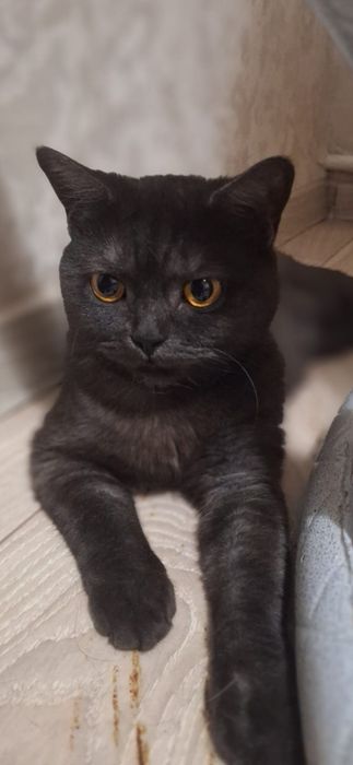 Кошечка бесплатно!