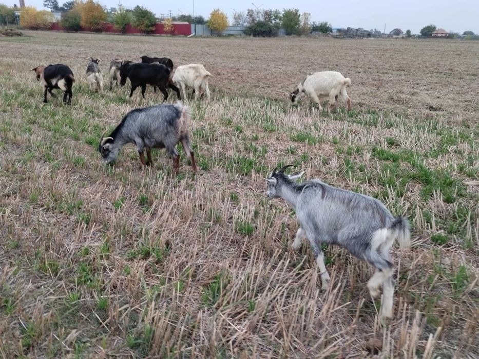 Vând capre bune de lapte