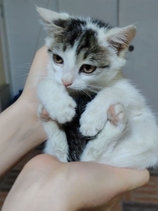 Котята. Хотим раздать перед наступлением холодов
