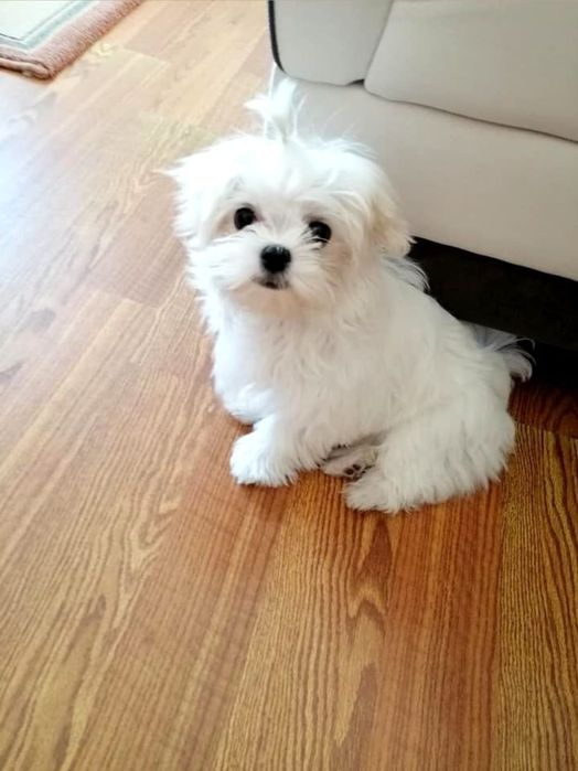 Bichon Maltez Fetiță