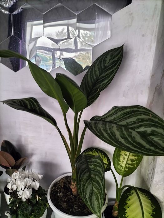 Искусственные ёлки заберу старые