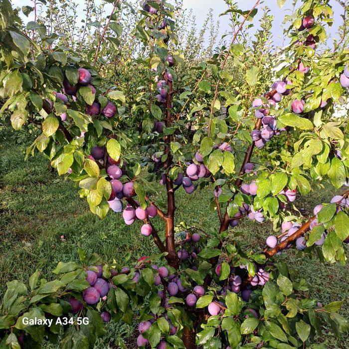 Prune  mari de consum