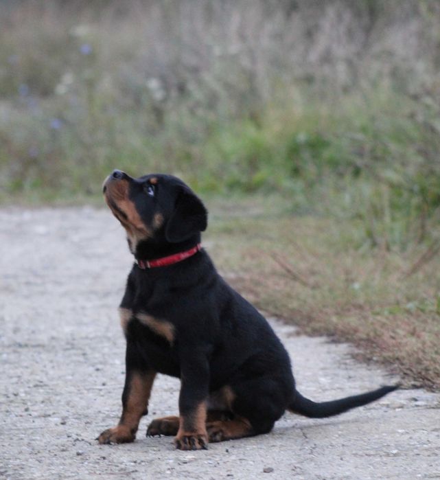 Mascul Rottweiler