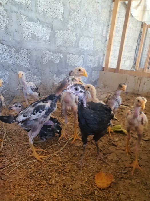 Shamo dakan jujasi 1.5 oylik
