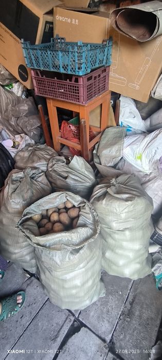 Продам домашнюю картошку