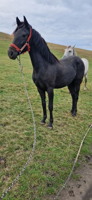 Mânză șură disponibilă