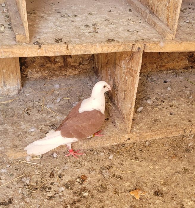 Vând porumbei de diferite rase