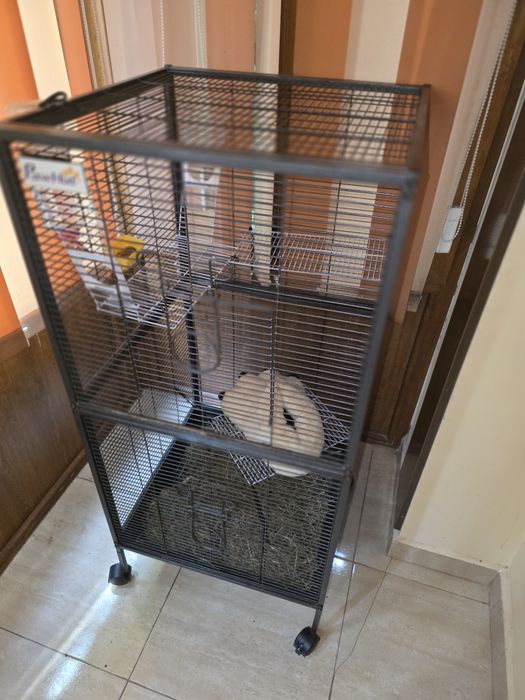 sugar glider pereche