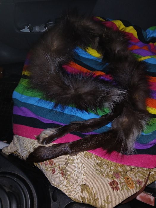 Vand guler din blana naturala de vulpe