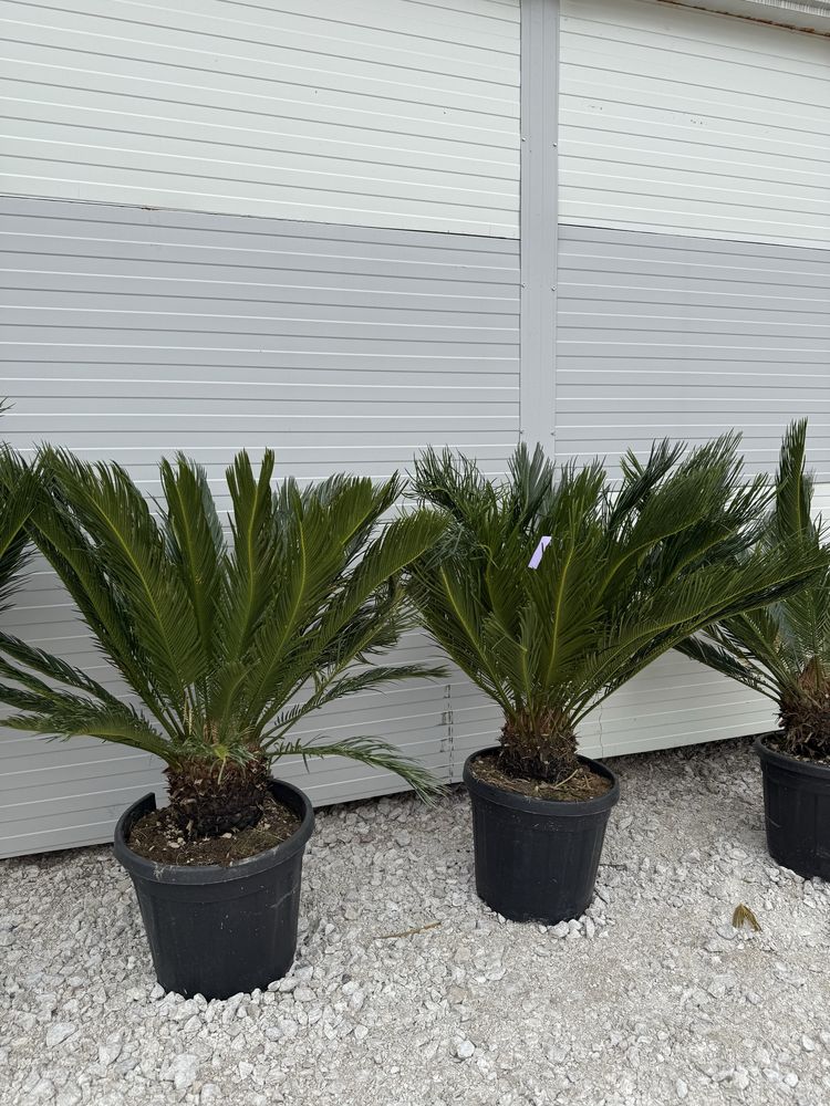 Plante ornamentale