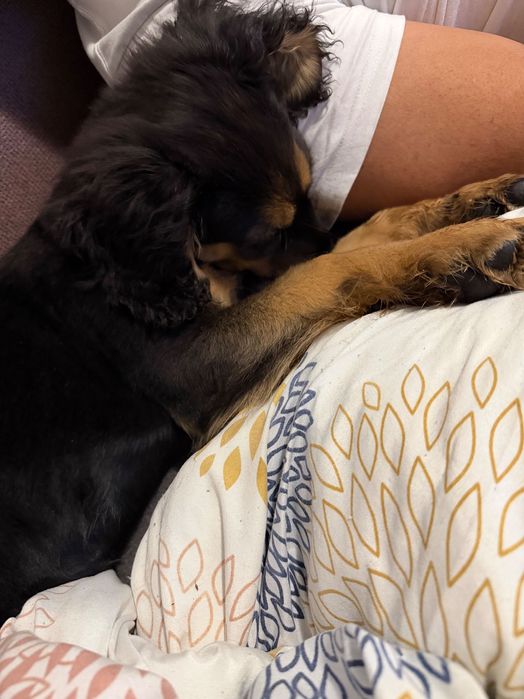 СПЕШНО!!! Подарявам женско кученце на 3 месеца