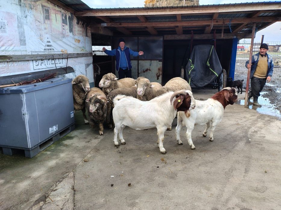 Berbeci merinos tapi boer