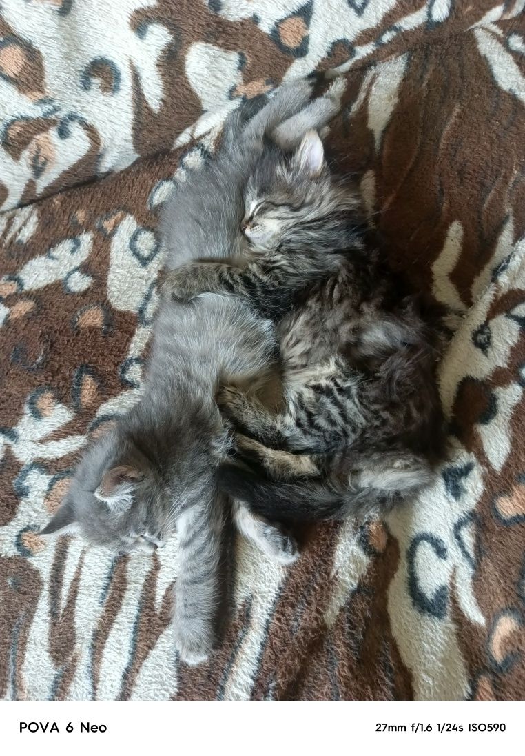 Котята 2 месяца, просто так в хорошие руки
