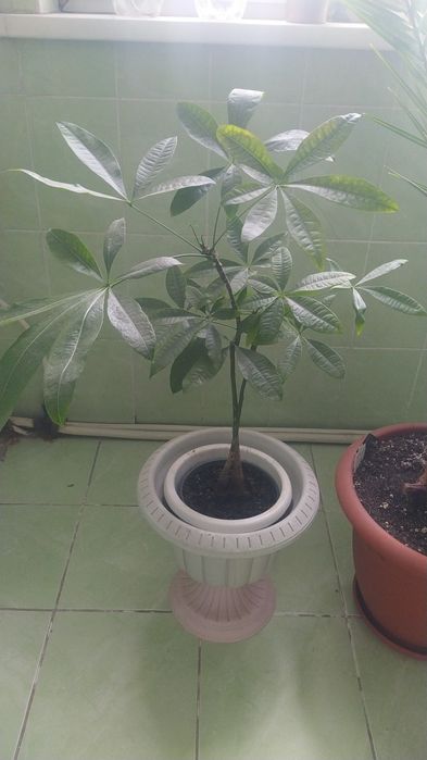 Пальма Трахикарпус, Пахира.