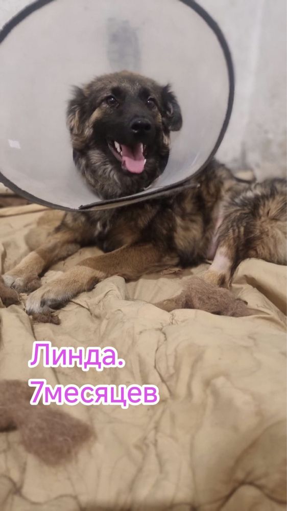 В добрые и любящие  руки