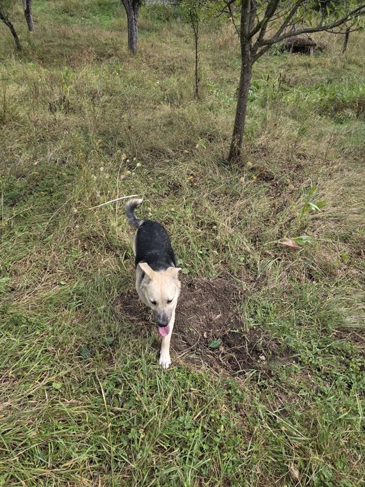 Donez cățel jucaus