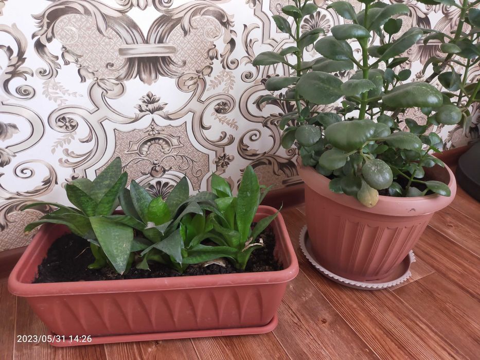 Комнатные цветы продам