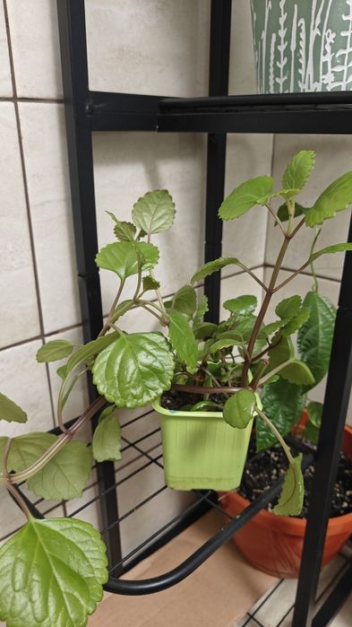 Plantă de apartament - Iederă suedeză