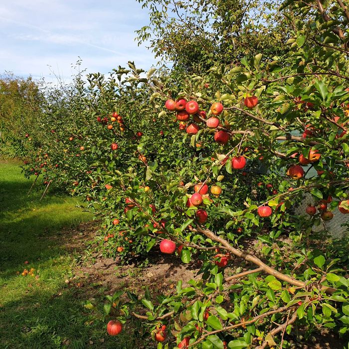 Vanzare mere de consum la domiciliu de la 10 Kg.