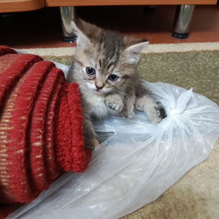 Ищем дом для подкидышей