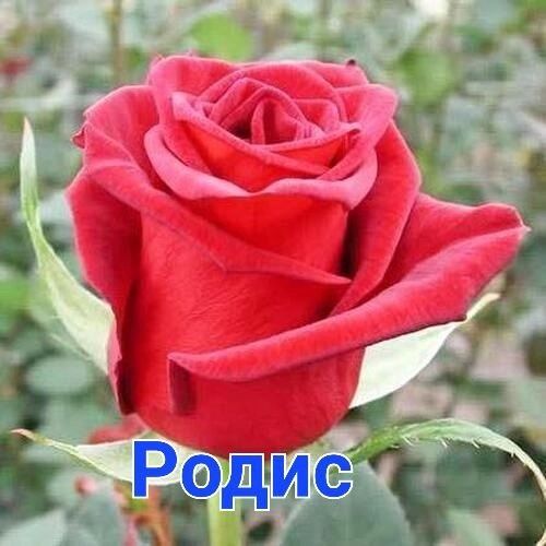 Хар хил турдаги атиргулар сотилади