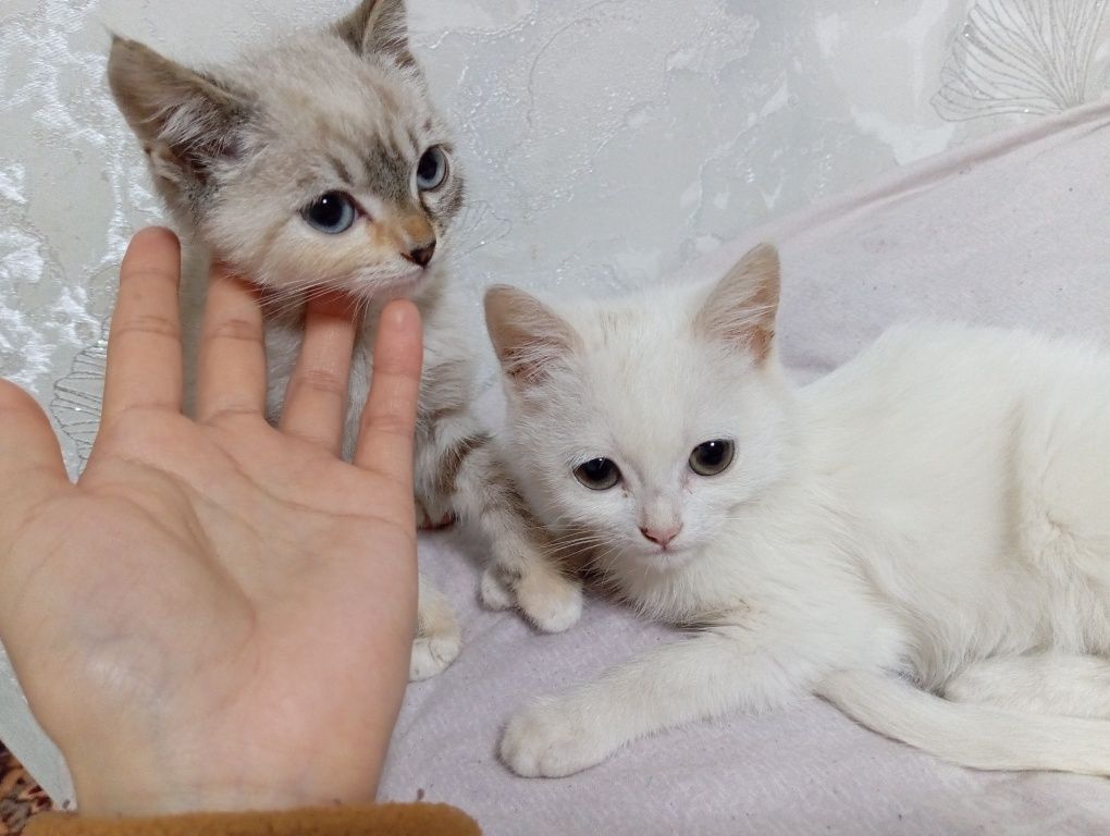 Mushuk 3 oyli jinsi ayol