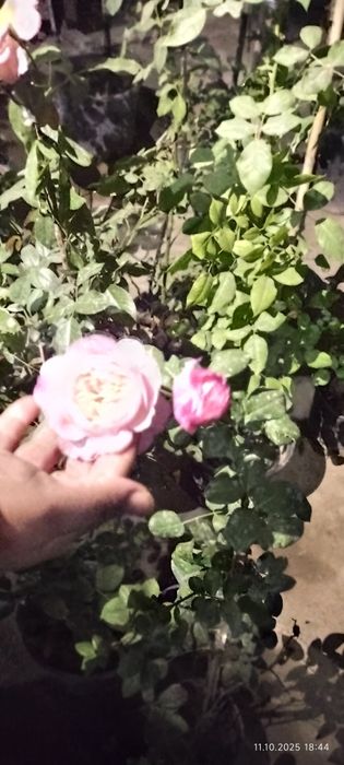 Роза плетистая 230 Минг