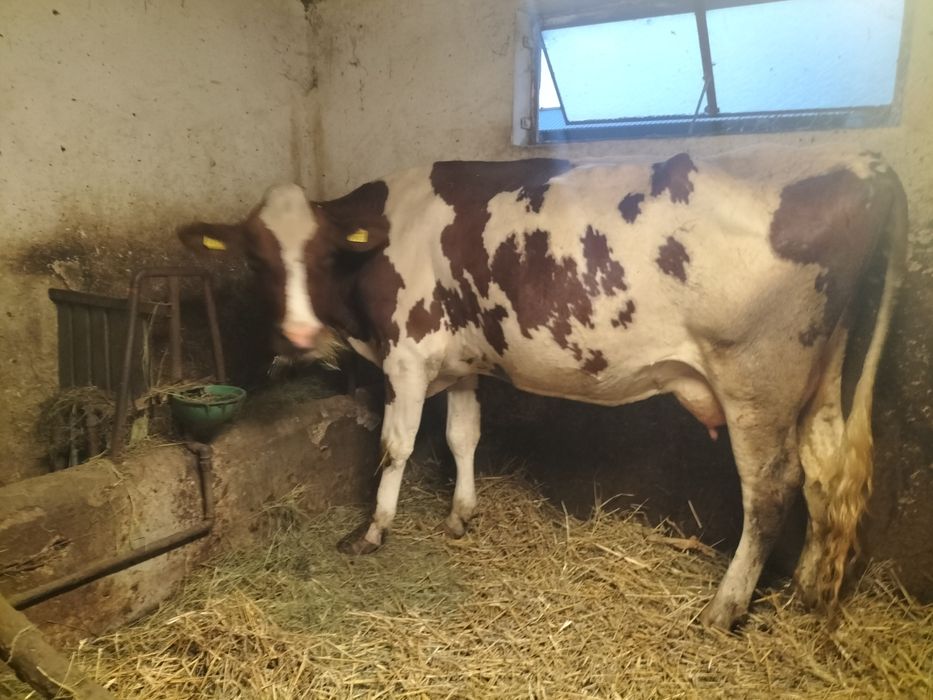 Vând vacă bălțată românească!